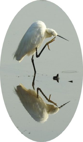Elégante aigrette, même ébouriffée...