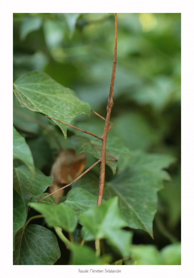 Phasme Bacillus rossius... en visite dans mon jardin.