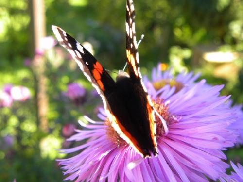 Asters et papillons