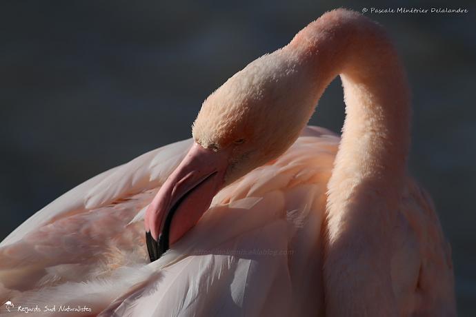 Flamant rose