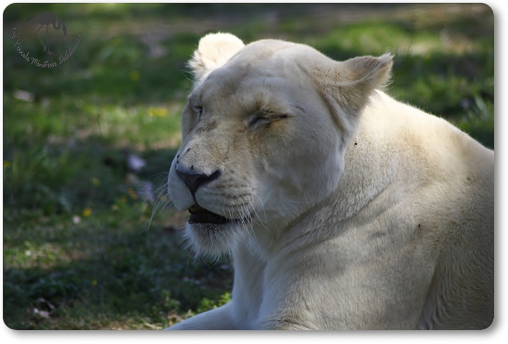 Lionne blanche... (Parc des Félins - Nesles - 77)