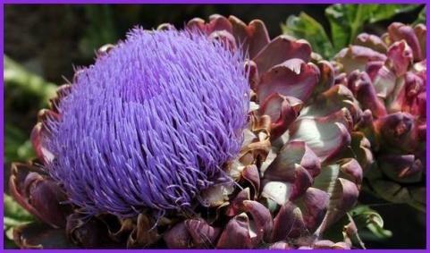 Fleurs Rares.