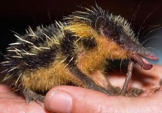 http://lancien.cowblog.fr/images/Animaux6/tenrec2-copie-1.jpg