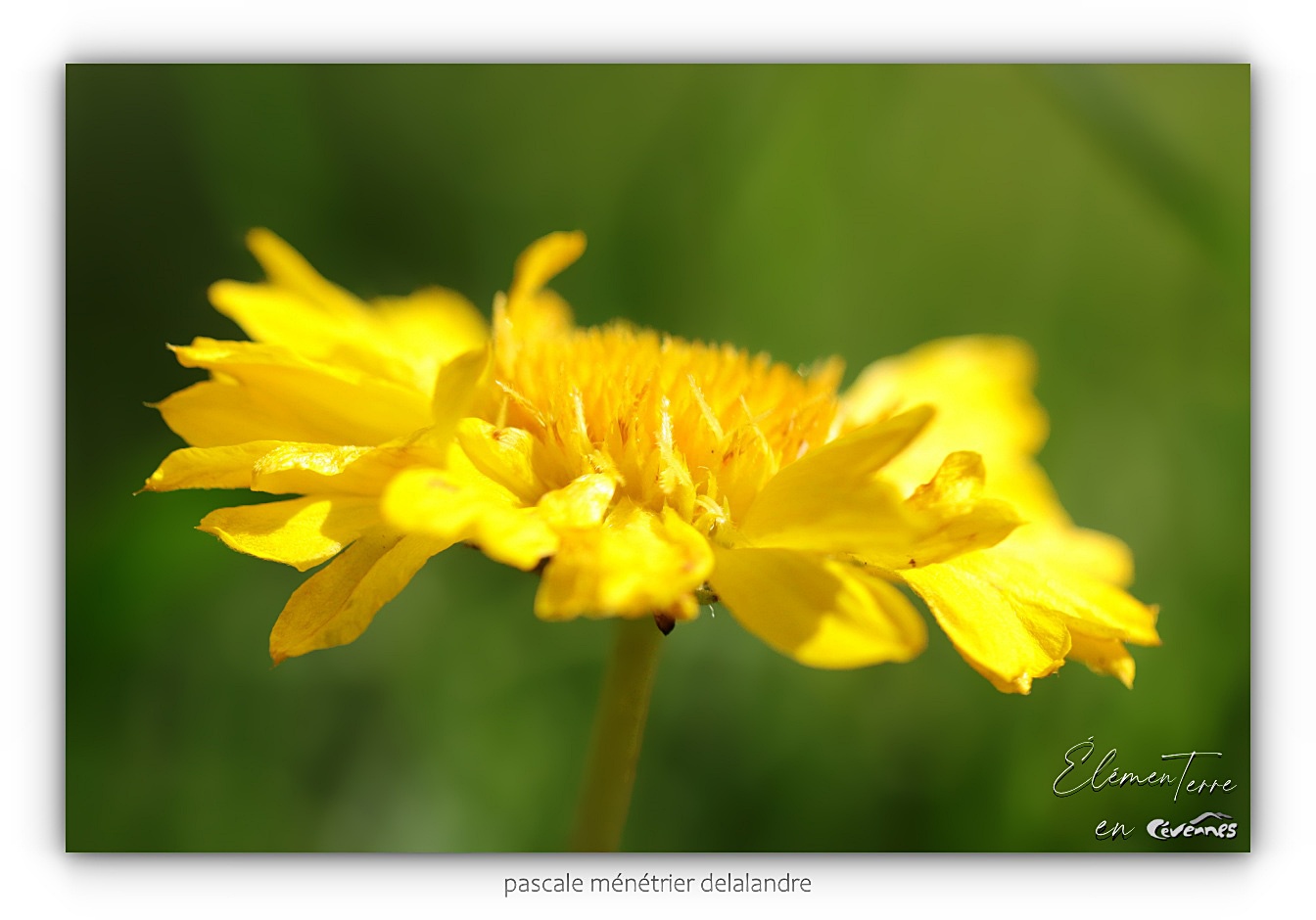 Pissenlit - Taraxacum officinale