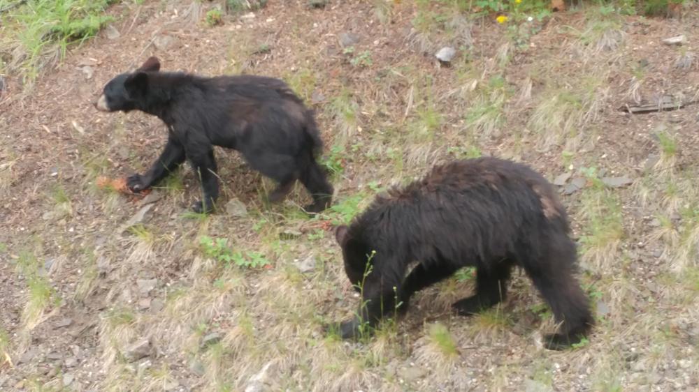 2019 summer vacation: Day twelve - From Edmonton to Jasper