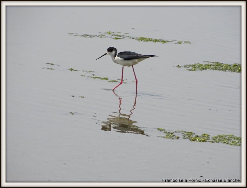 Echasse blanche - Mai 2018