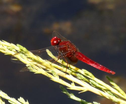 Les jardins d'eau de Carsac-Aillac : la faune...
