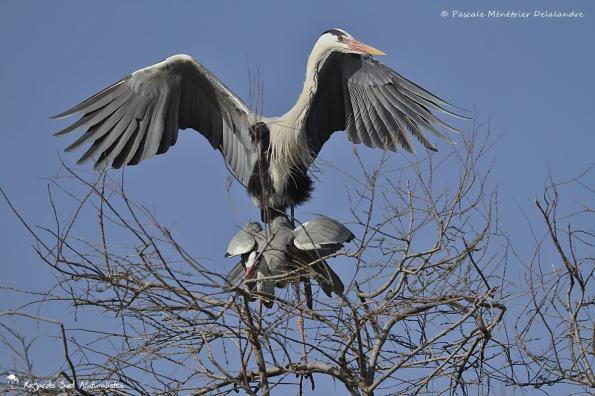 Accouplement de Hérons cendrés