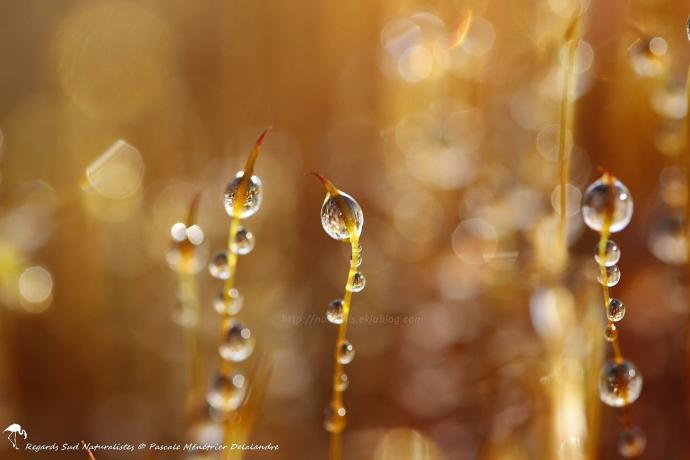 Perles d'eau sur la mousse