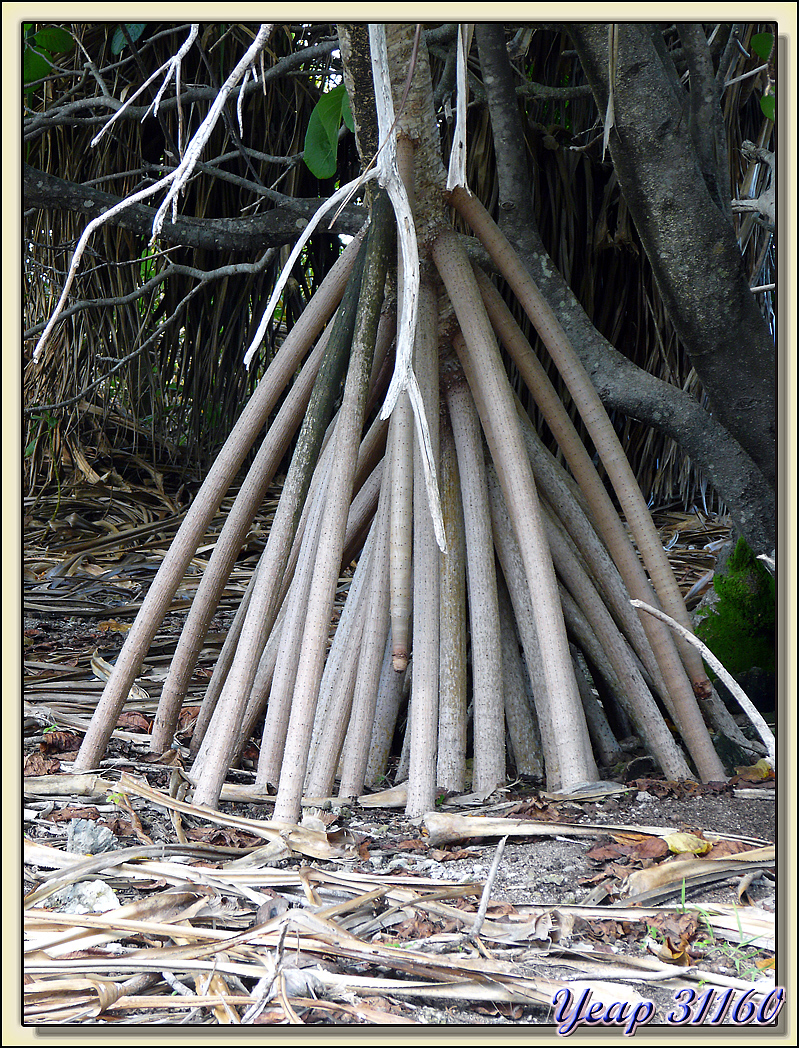 Pandanus : les racines - Motu Porou - Tahaa - Polynésie française