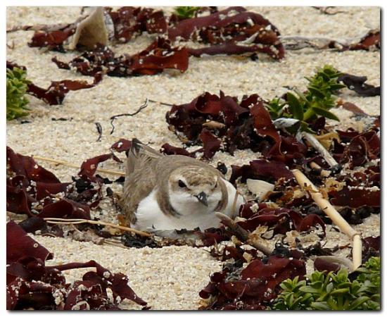 La laisse de mer 