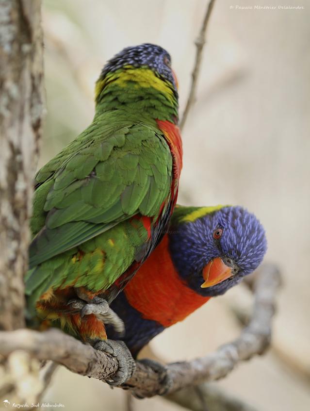 Le Loriquet à tête bleue