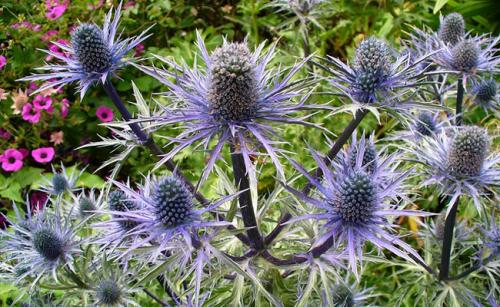 Fleurs cultivées : Panicaut
