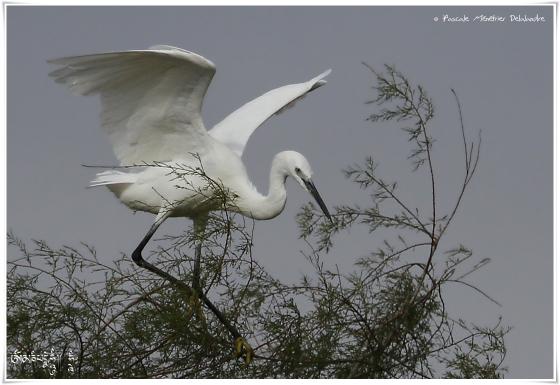 Aigrette garzette - Egretta garzetta - Little Egret 