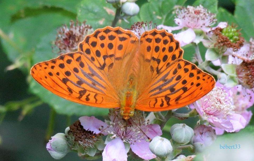 un papillon et fleurs