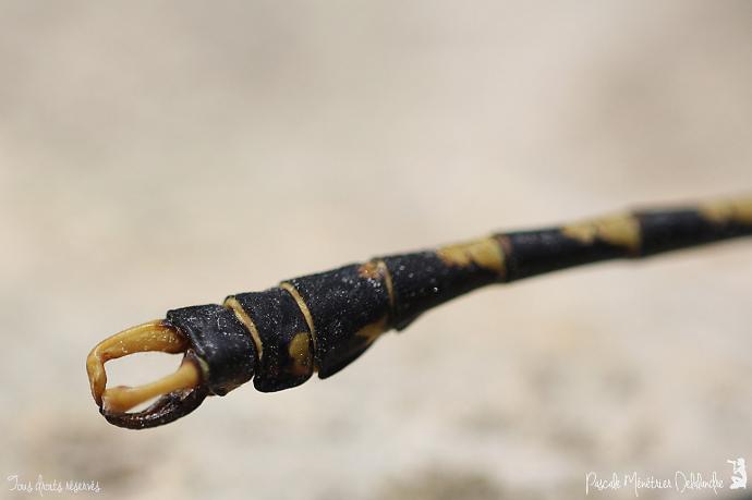 Onychogomphe à crochets ♂ - Onychogomphus uncatus