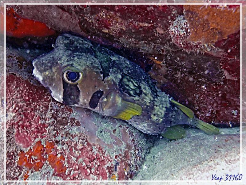 Caché dans un faille : Poisson porc-épic à taches auréolées ou Diodon à taches auréolées, Black-blotched porcupinefish (Diodon liturosus) - Betaniazo - Tsarabanjina - Mitsio - Madagascar