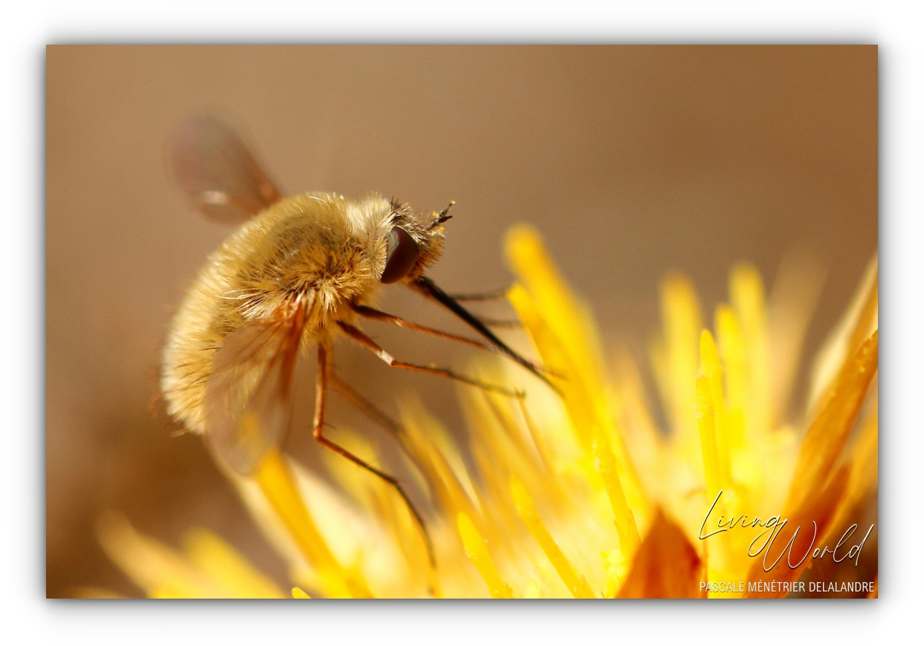 Plaidoyer pour les mouches