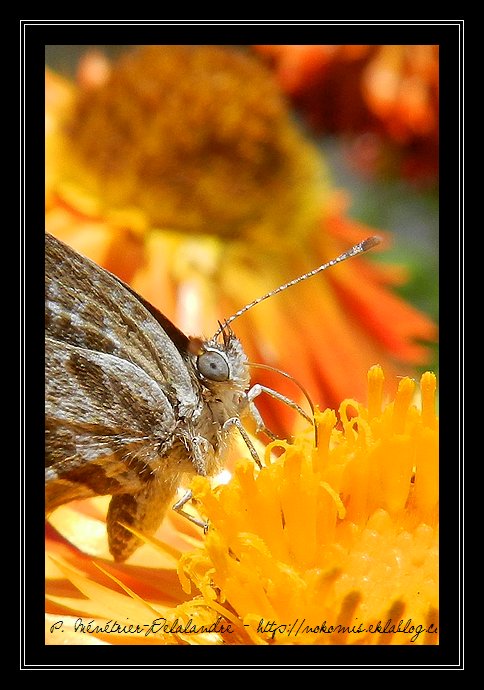 Ils pullulent dans mon jardin ces jours-ci...