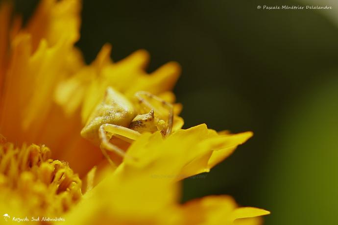 Thomisus onustus - Thomise enflée