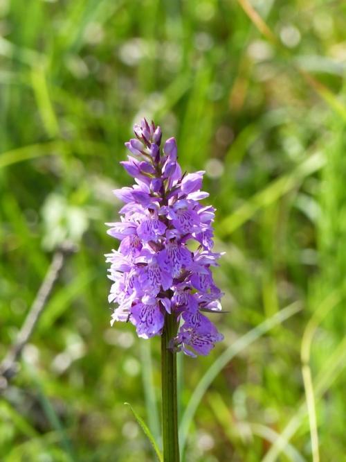Fleurs du Champsaur (2)
