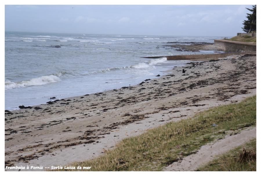 La laisse de mer 