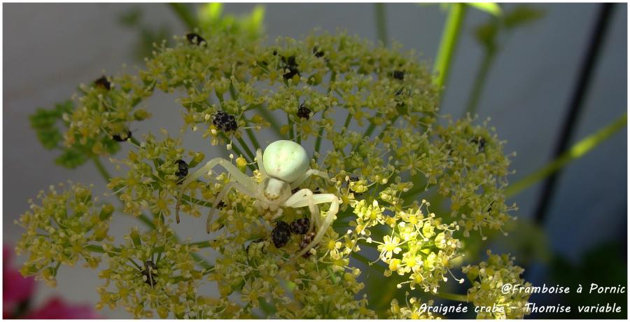 L'araignée Crabe