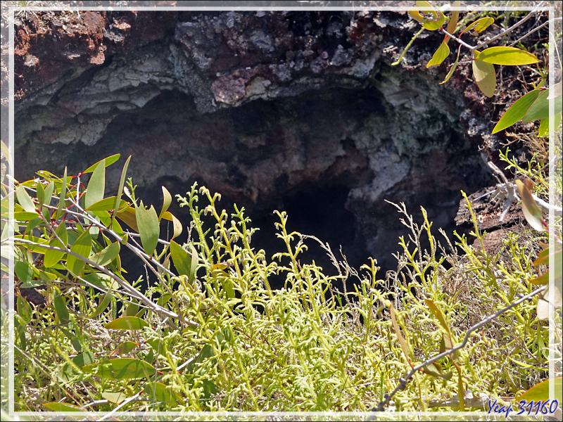 Un peu de botanique au retour des sources chaudes de Dei-Dei - Fergusson Island - Papouasie Nouvelle-Guinée (Papua New-Guinea)