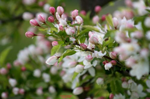 Malus toringeoides