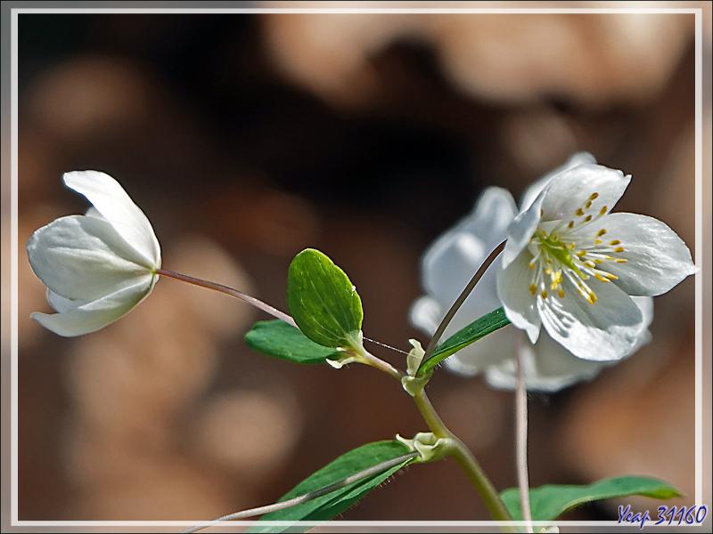 Populage des marais, Caltha des marais, Souci d'eau (Caltha palustris), Isopyre faux pigamon (Isopyrum thalictroides), Anémone des bois (Anemone nemorosa) - Prairie de Pédain - Lescun - 64