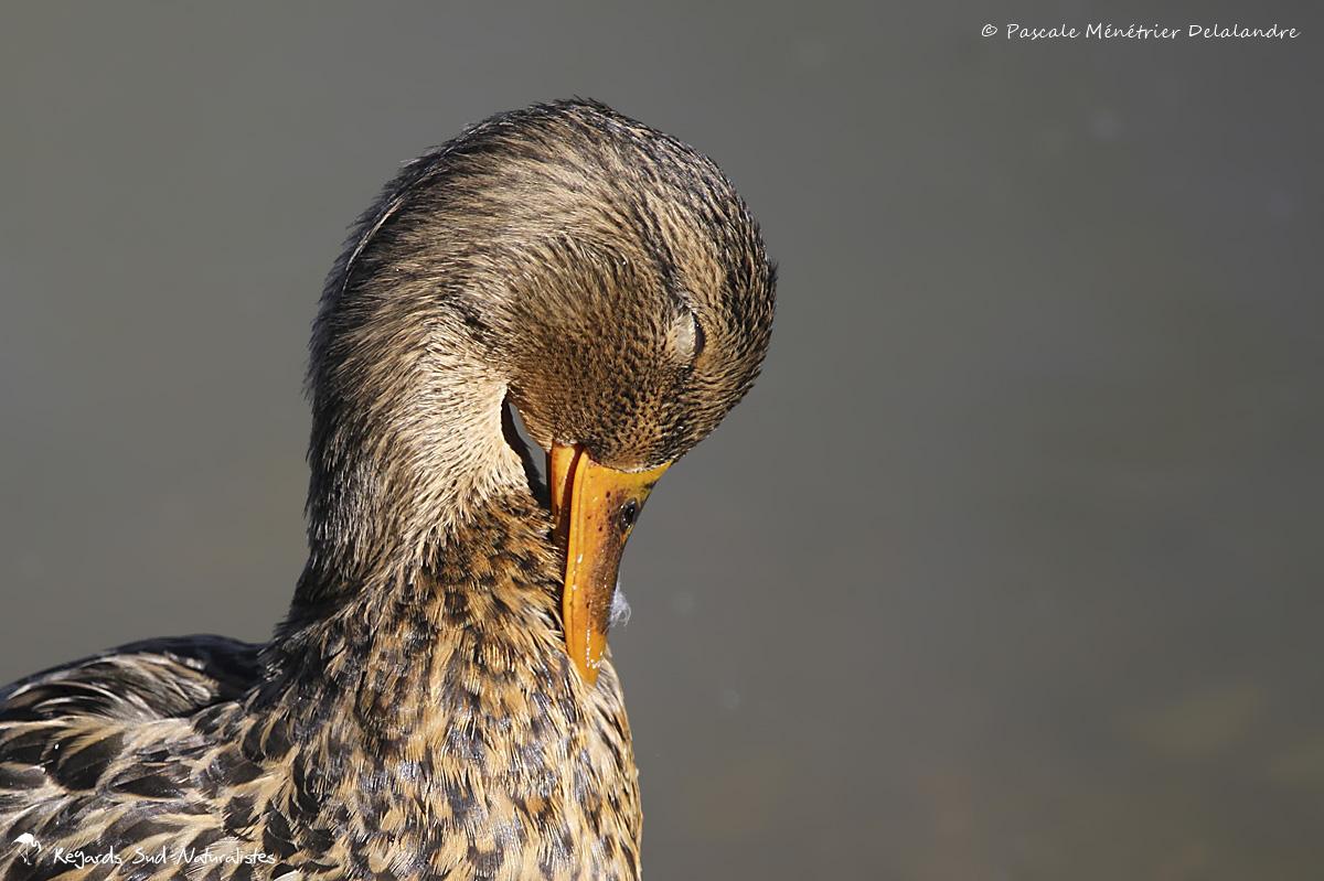 Canard colvert ♀
