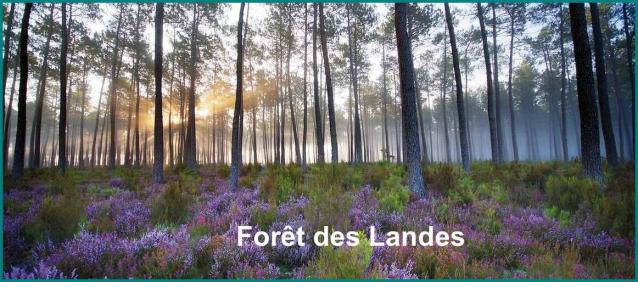 ⊱♥⊱╮ღ꧁  40 LES LANDES ꧂ღ ⊱♥≺  