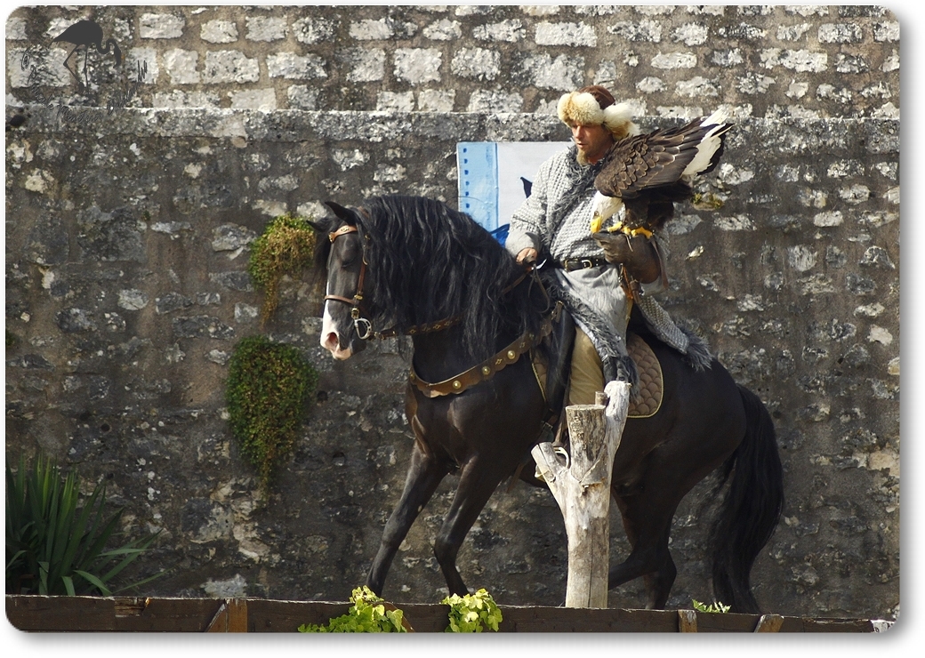 Pygargue à tête blanche ("Vol libre" - Provins - 77)