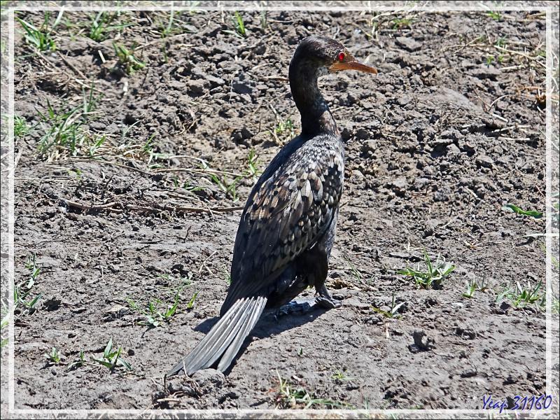 Cormoran africain, Reed Cormorant (Microcarbo africanus) - Safari nautique - Parc National de Chobe - Botswana
