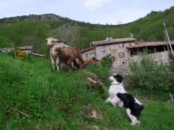 Joune et les moutons