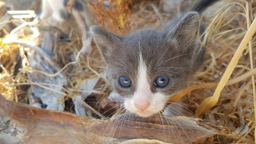 Le regard de l'ami