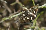 Noctuidae