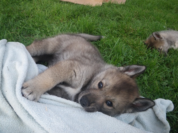 Daika: Noms des chiots