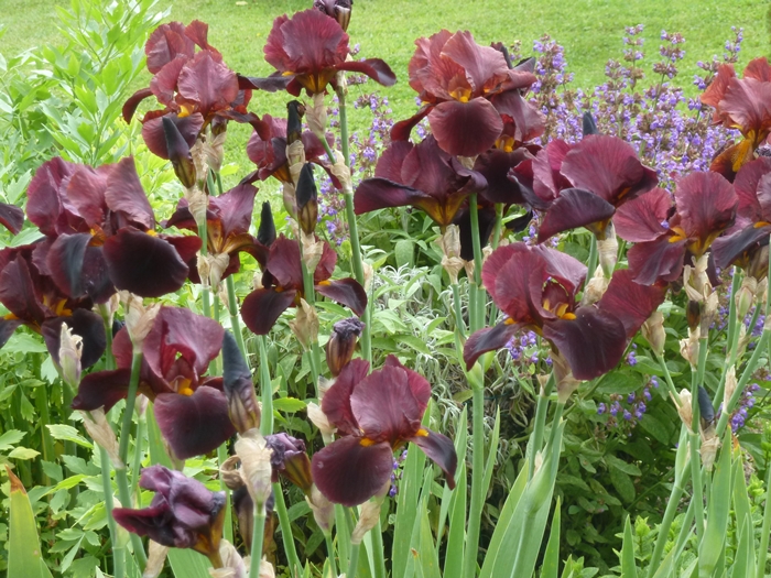 Les iris ..