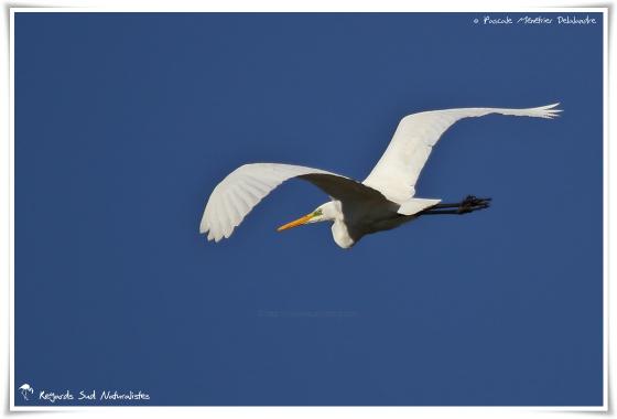 Grande Aigrette 