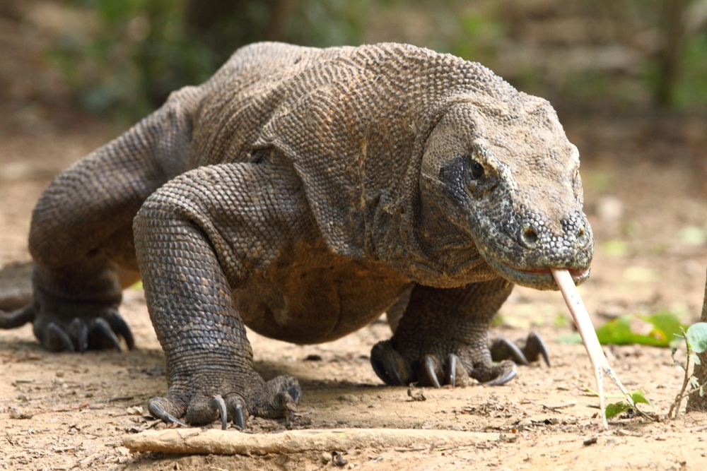283109-komodo-dragon