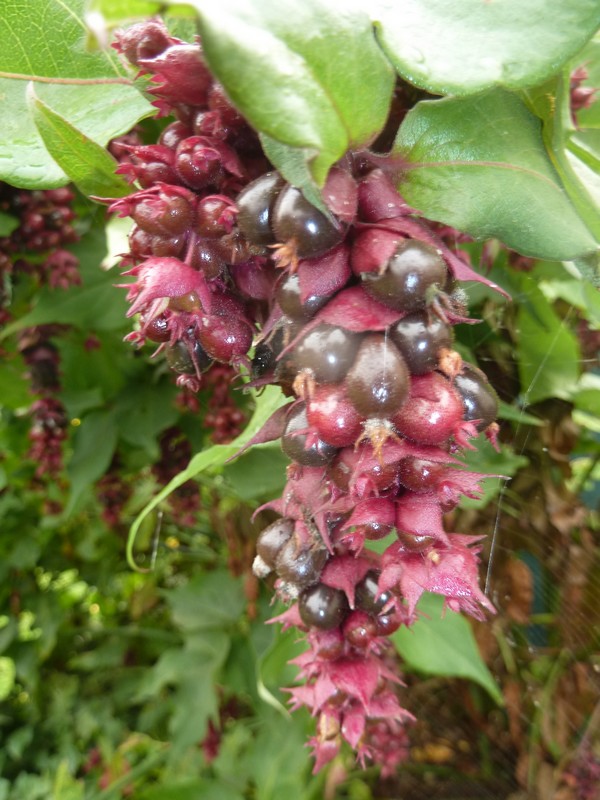 Au jardin mi-octobre ...