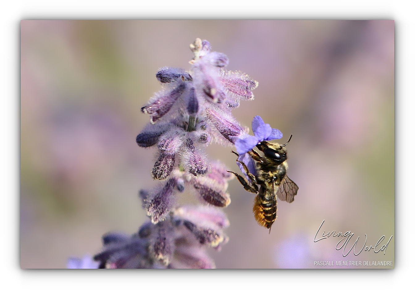 Abeille tapissière (et découpeuse)