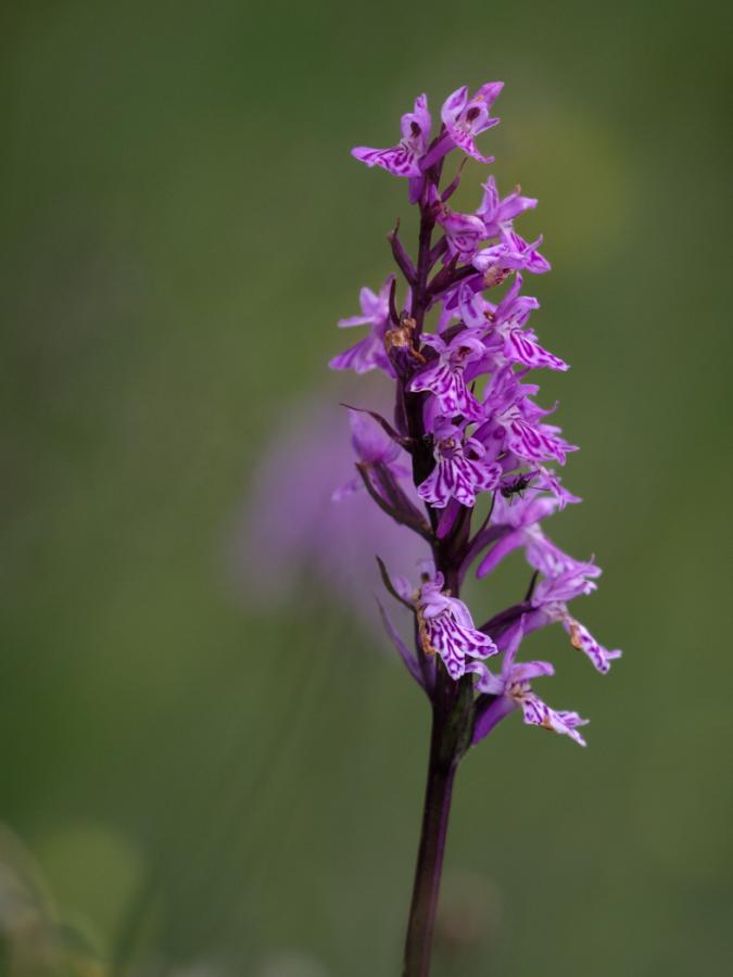Orchis tacheté