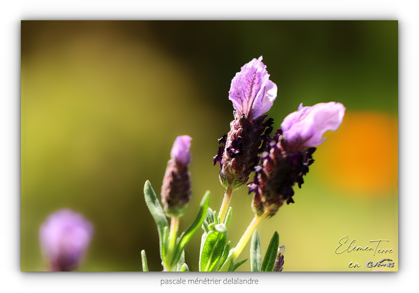 Lavande Papillon