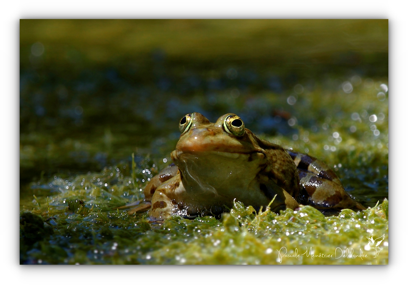 Grenouille rieuse - Rana ridibunda