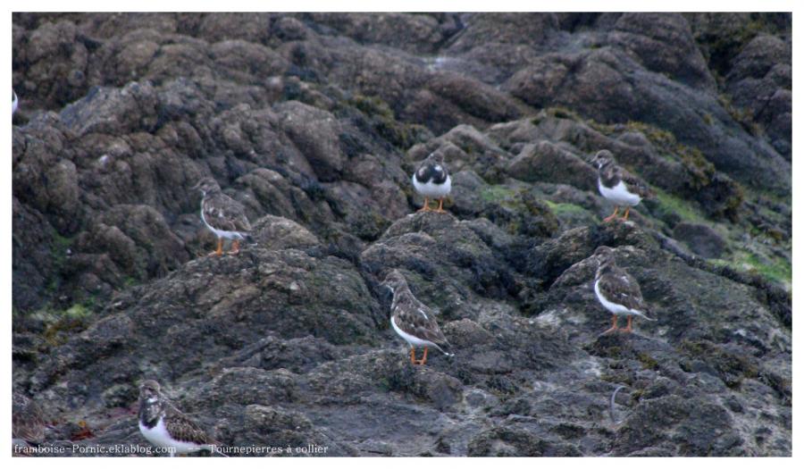 Le tournepierre à collier au Croisic 