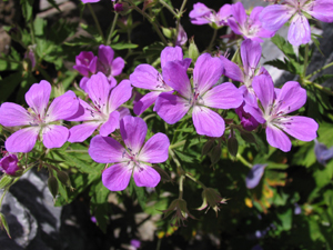 Les fleurs communiquent