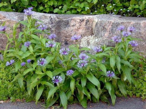 Fleurs cultivées : Bleuet