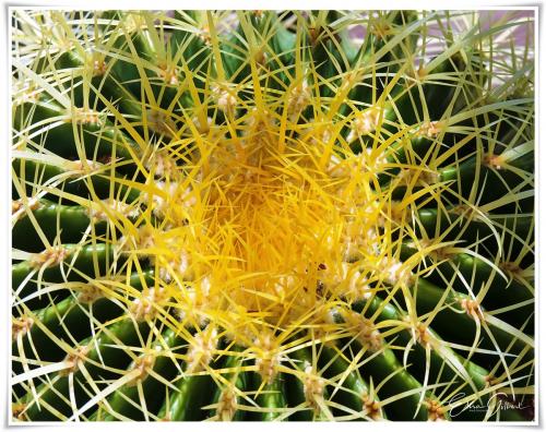 Cactées et Succulentes